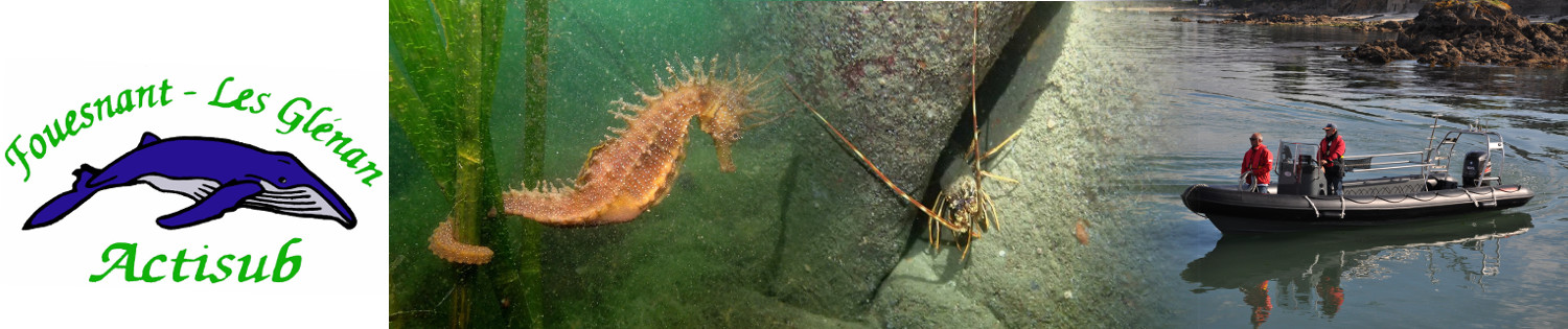 rencontre plongée sous marine